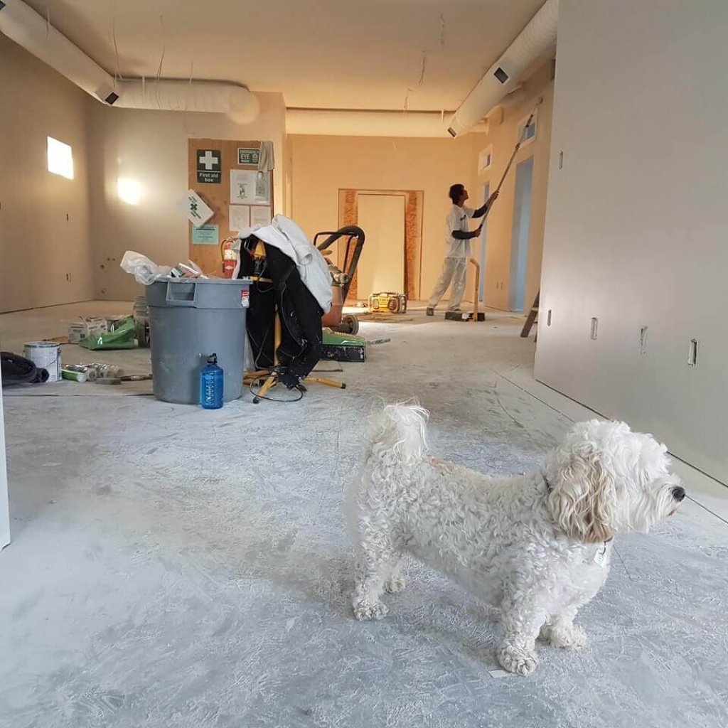 home renovation and dog